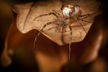 Wall Mural - Spider with a white cocoon walks on the autumn leaf and looks down