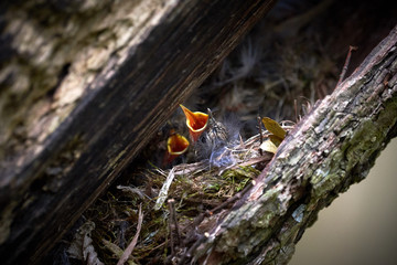 eurasian treecreeper chicks(certhia familiaris)