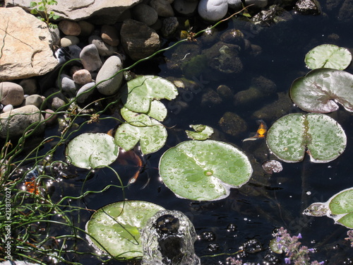 Fotografie, Obraz A Koi fish pond with lily pads and colorful fish swimming underneath