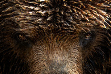 kamchatka brown bear (ursus arctos beringianus), close-up detail portrait. brown fur coat, danger an
