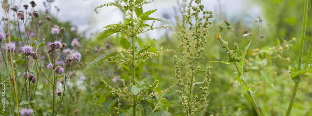 weeds - nettle, thistle, wormwood on a field close up - obrazy, fototapety, plakaty 