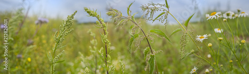 weeds - nettle, thistle, wormwood on a field close up