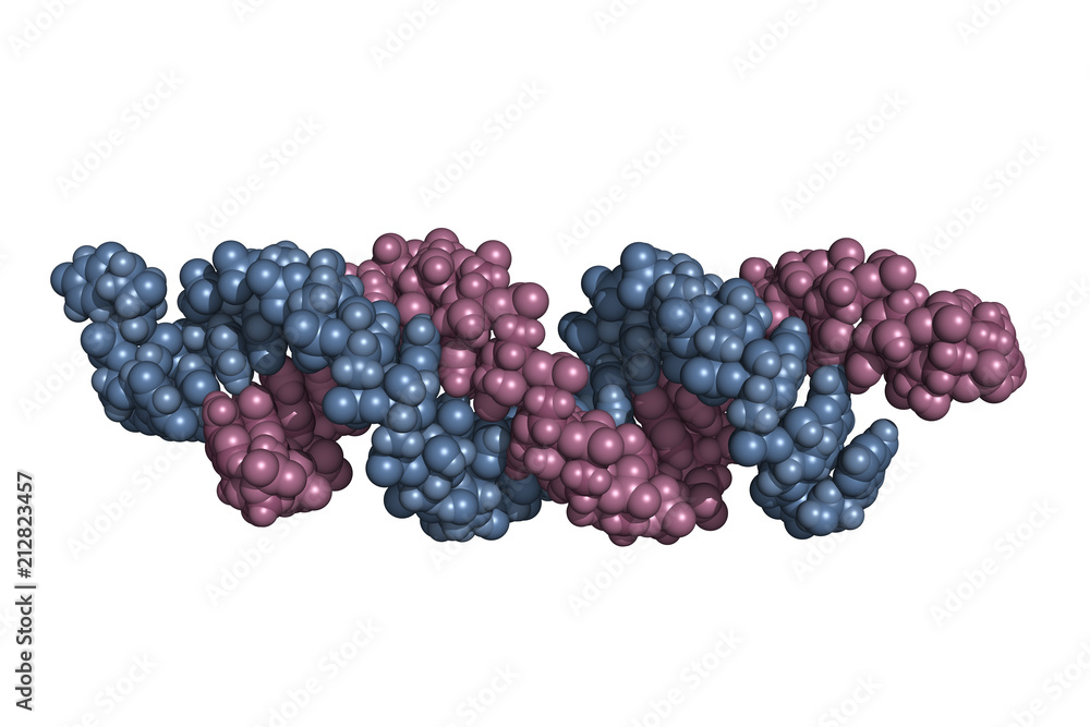 Messenger Rna Model small interfering RNA bound to a messenger RNA, space-filling model ...