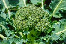 Ripe Fresh Head Of Green Organic Broccoli Cabbage Ready For Harvest, Close Up, Bio Farming, Healthy Vegetarian Food