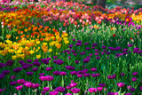 Fototapeta Tulipany - Field of tulips