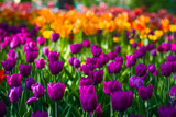 Fototapeta  - Field of tulips