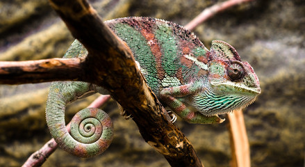 bright female Yemen chameleon sits on a branch on a yellow backg