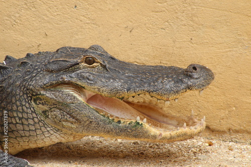 Plakat aligator