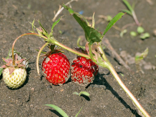 A bush of red strawberries grows on the bed. Two strawberries ripen in the summer.