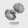 Sea mussel. A marine resident. Sketch. Vector