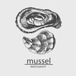 Mussel. A marine resident. Sketch style. Vector