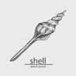 Shell. Sketch style. Vector