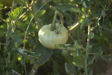 Wall Mural - Tomato