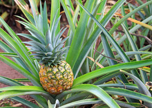 Golden Pineapple Is Growing - Oahu, Hawaii