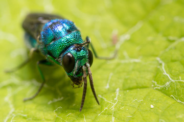 bug