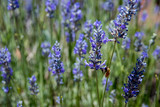 Fototapeta Lawenda - Lavender Field Bees 5