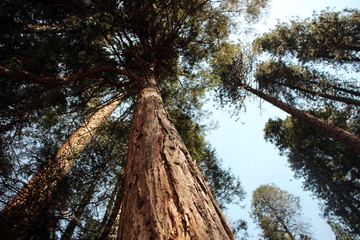 Perspective photo of a tree in the forest and a sky background