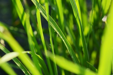 Canvas Print - rice cultivation / Scenery of rice field