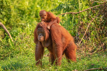 Wall Mural - Orangutan (orang-utan) in his natural environment in the rainforest on Borneo (Kalimantan) island with trees and palms behind.