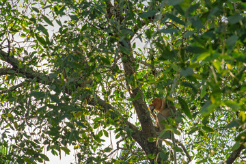 Sticker - Proboscis monkey (Nasalis larvatus) - long-nosed monkey (dutch monkey) in his natural environment in the rainforest on Borneo (Kalimantan) island with trees and palms behind