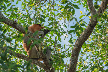 Sticker - Proboscis monkey (Nasalis larvatus) - long-nosed monkey (dutch monkey) in his natural environment in the rainforest on Borneo (Kalimantan) island with trees and palms behind