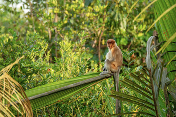 Wall Mural - Proboscis monkey (Nasalis larvatus) - long-nosed monkey (dutch monkey) in his natural environment in the rainforest on Borneo (Kalimantan) island with trees and palms behind