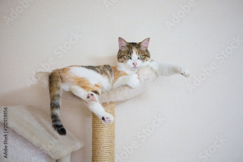 ドヤ顔の三毛猫さん Calico Cat With Smug Face Stock Photo Adobe Stock ドヤ顔の三毛猫さん Calico Cat With Smug Face Stock Photo Adobe Stock