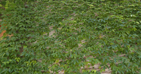 Wall Mural - Green creeper on wall