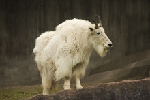 Mountain Goat (Oreamnos Americanus).