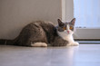 © chendongshan - British short hair cat, shot indoors