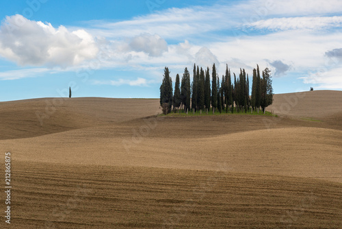 Foto Cypress trees near San Quirico d'Orcia, Italy