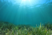 Green Sea Grass Blue Ocean Underwater  