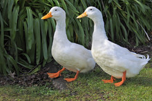 Two White Geese Walking On Green Gras