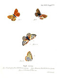 Fototapeta  - Illustration of butterflies