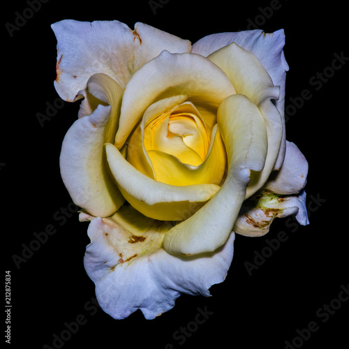 Fine Art Still Life Color Flower Photo Of A Yellow White Rose