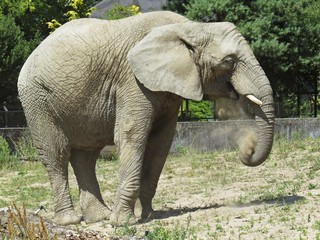 One Isolated Alone Elephant Standing and Looking Around