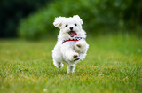 Fototapeta Konie - Kleiner Malteser Hund springt über eine Wiese