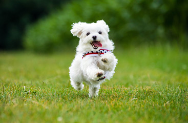 Kleiner Malteser Hund springt über eine Wiese