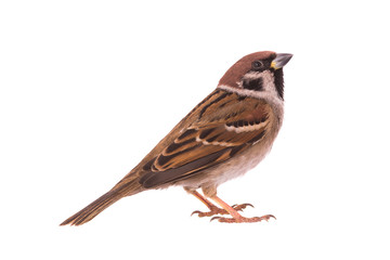 Poster - sparrow isolated