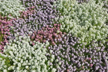 Colorful flowerbed top view