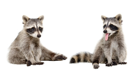 Wall Mural - two funny raccoons sitting isolated on white background