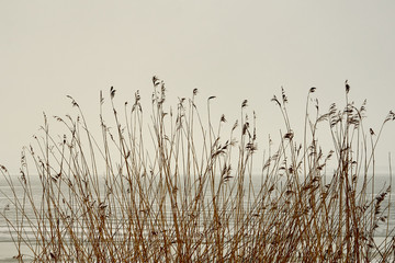 Naklejka na meble  Dry plants on the beach as a texture.