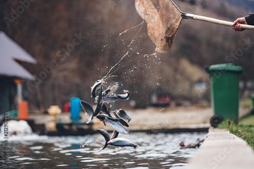 Fotografía trouts in the air with splashes of water, thrown trouts back into the trout farm