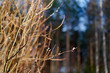 © Arthur - Buds on the branches with bokeh and copy space.