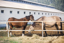 Horses Eating Hay At Stable