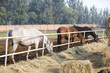 © Blue Jean Images - Horses eating hay at stable