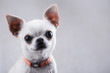 White chihuahua close-up on a light gray background.