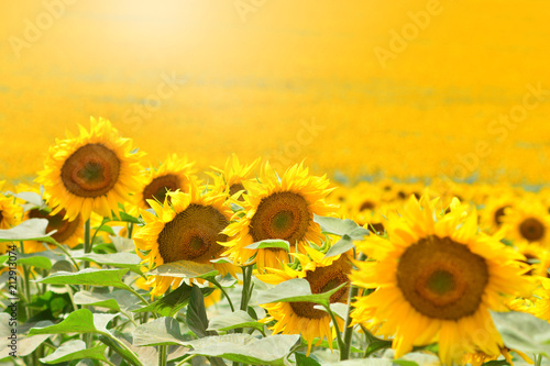 Yellow sunflowers background wallpaper