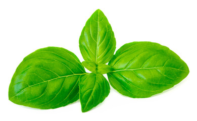 Fresh green basil leaves isolated on white background, close up.  Basil herb. Ocimum basilicum.