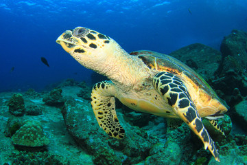 Hawksbill Sea Turtle 